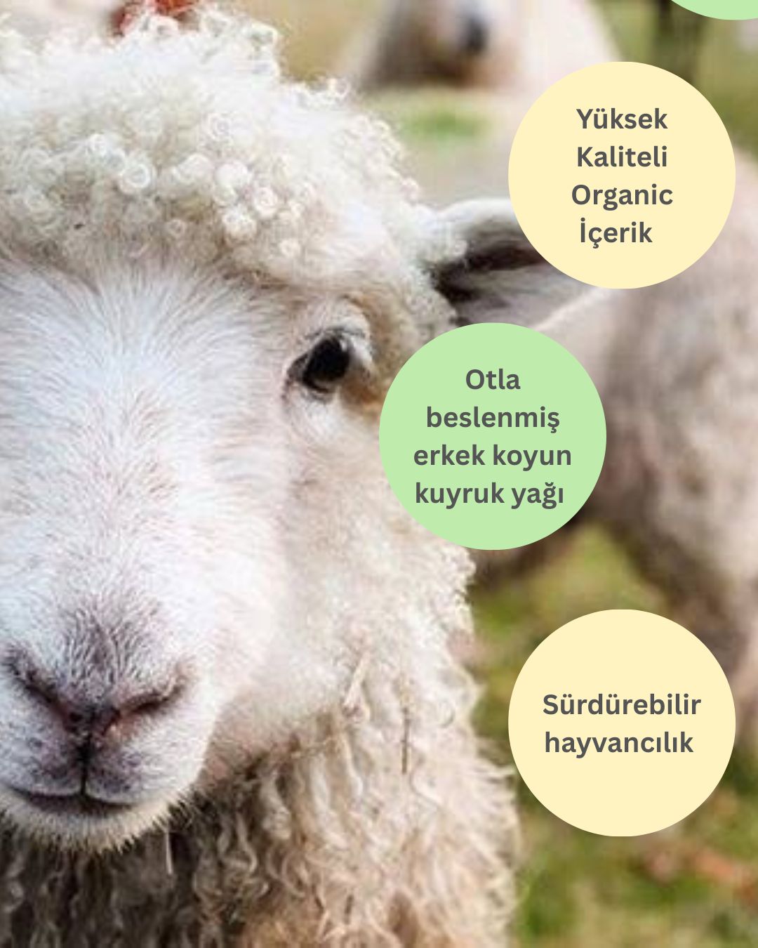 Herbessora – Kuyruk Yağı, Bal ve Aloe Vera Gücüyle Besleyici Krem